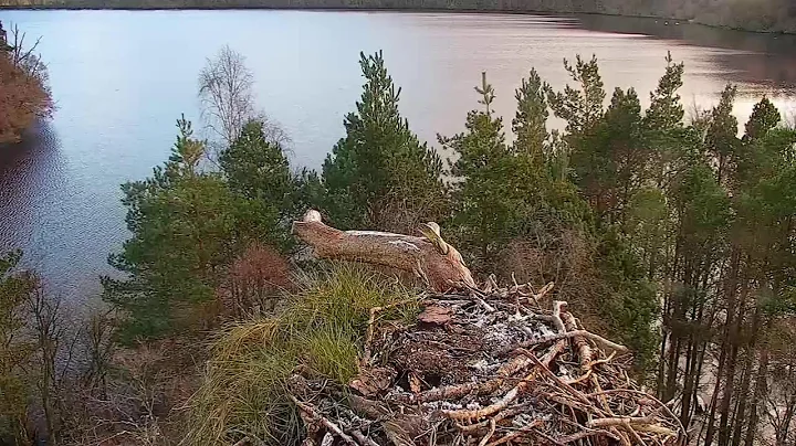 Live osprey nest camera at Loch of the Lowes Wildlife Reserve