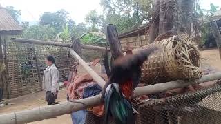 noob qaib cuab tuaj Zoo noob qaib cuab tuaj Zoo