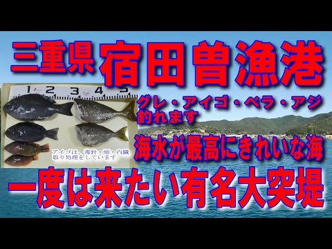 #46三重県宿田曽漁港大突堤一度は来たい有名大突堤ヌカ切釣りです堤防釣りポイントが広いので混雑無しですイカ墨跡多数海水が最高にきれいな海です豊かな自然雄大な自然アジング釣りポイント釣りスポット