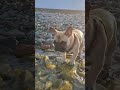 Первый раз в море #французскийбульдог
