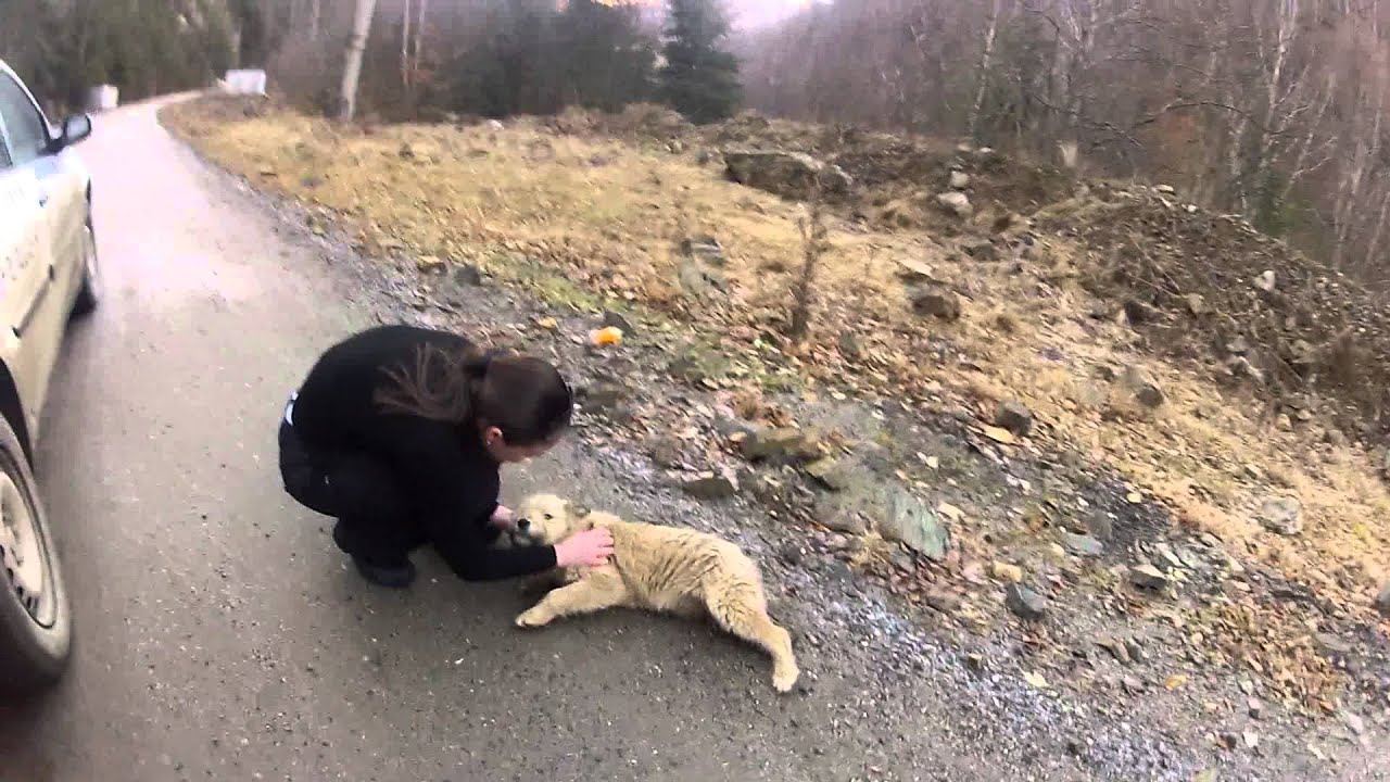 Catelus Sugag feb 2014 camera iphone 8 plus apk