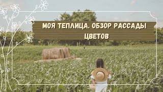 Моя теплица.  Обзор цветов и рассады.