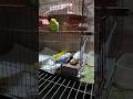 সকাল সকাল খাওয়ার জন্য পাগল হয়ে যায় তারা।🐦 #nurvlogs242 #parrot #parrotlover #birdlovers #birds