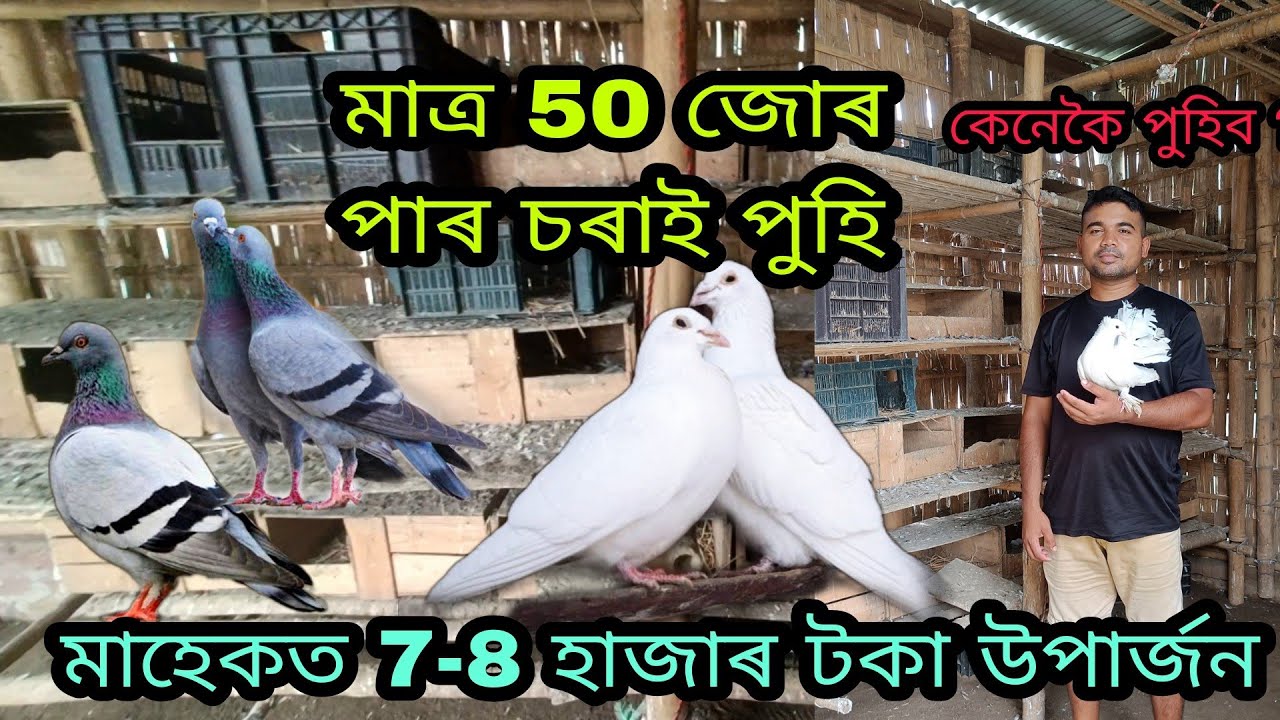 Paro sorai farm Nagaon| Pigeon Farm in Assam| Kobutor farm assam| Paro soraior farm kenekoi korim