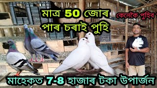 Paro sorai farm Nagaon| Pigeon Farm in Assam| Kobutor farm assam| Paro soraior farm kenekoi korim