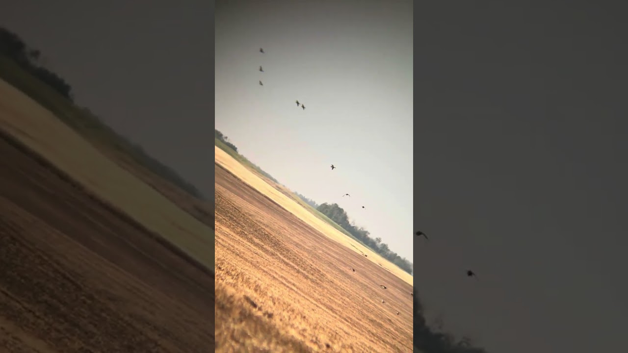 Geese ducks field feeding 