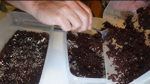 Mushroom growing: Step 6. Casing layer (Optional)