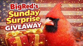 BigReds Sunday Surprise Giveaway Drawing For August 16th!