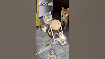 Ai Cứu Mèo Con Khi Bị Chó Bắt Nạt? 😢