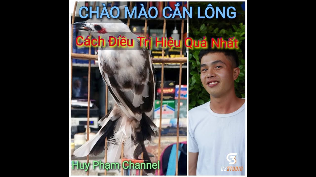 Cách Trị Chào Mào Cắn Lông - Phá Hình - Hiệu Quả Nhất | Huy Phạm Channel #chaomao