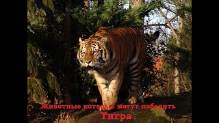 картинка: 5 Животных, которые могут победить тигра.