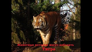 5 Животных, которые могут победить тигра.