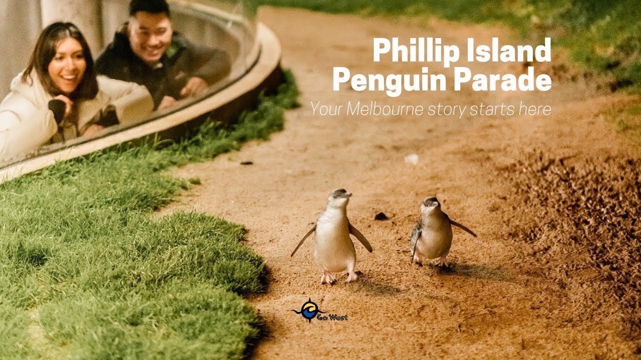 Go West Tours' Phillip Island Penguin Parade Day Tour