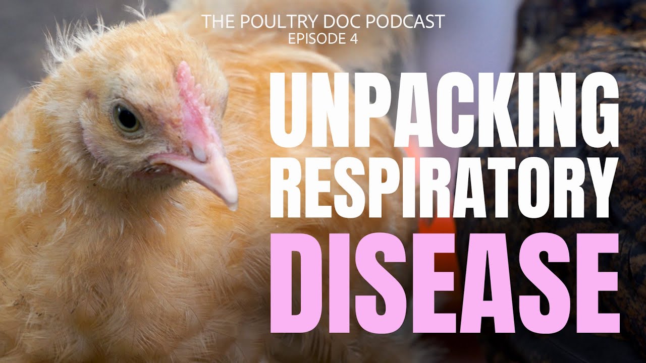 Treating Respiratory Issues In Backyard Chickens photo