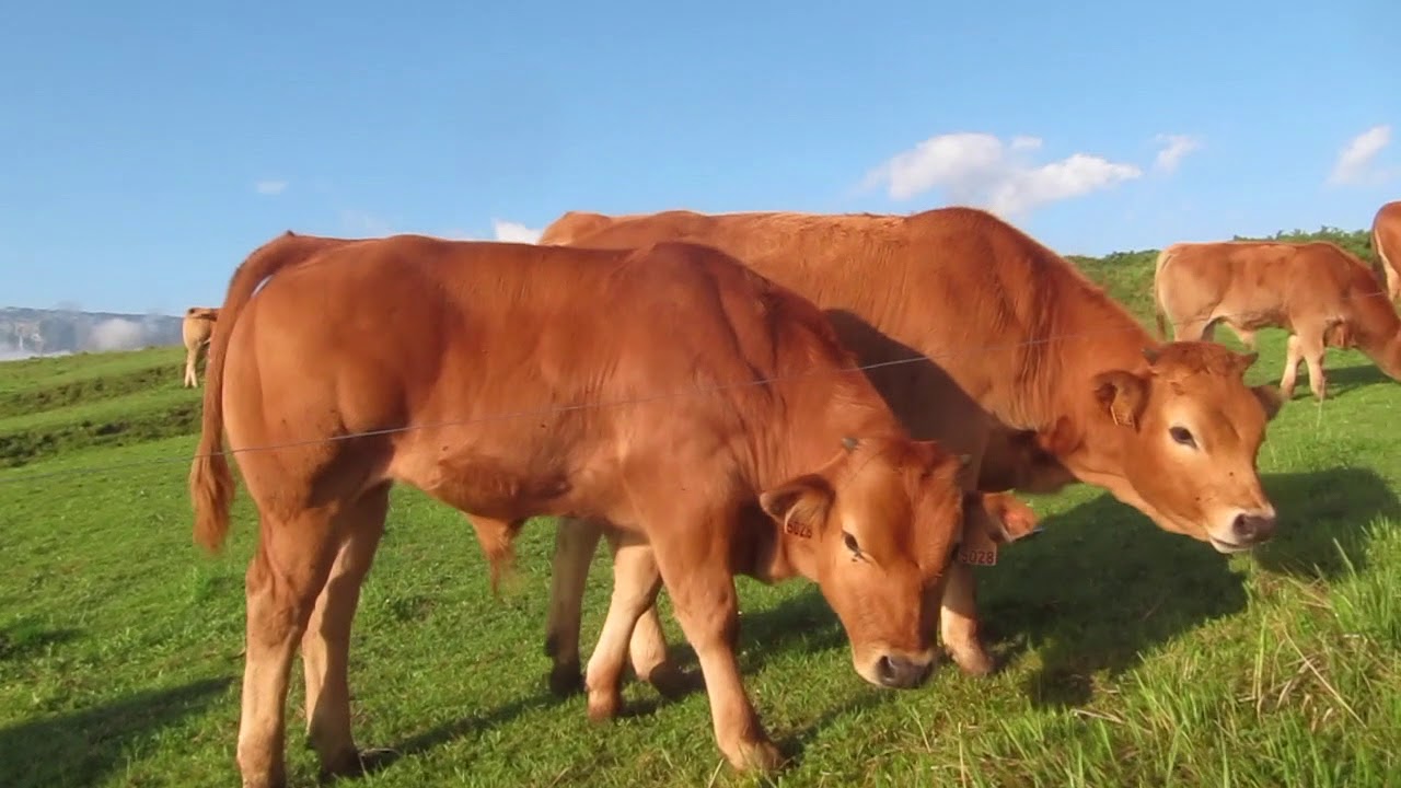 Camino del Norte - YouTube