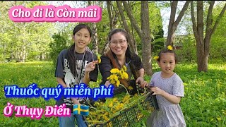 🇸🇪267/Hái 2 thùng Bồ công Anh /nhổ cả Cây và Rễ