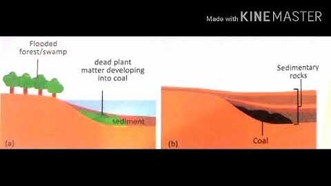 MLZS JHANSI CLASS 5 EVS Chapter 19 Fuels Lecture 1