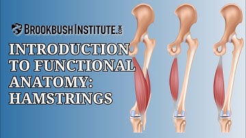 Introduction to Functional Anatomy: Hamstrings