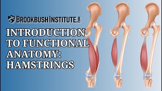 Introduction to Functional Anatomy: Hamstrings