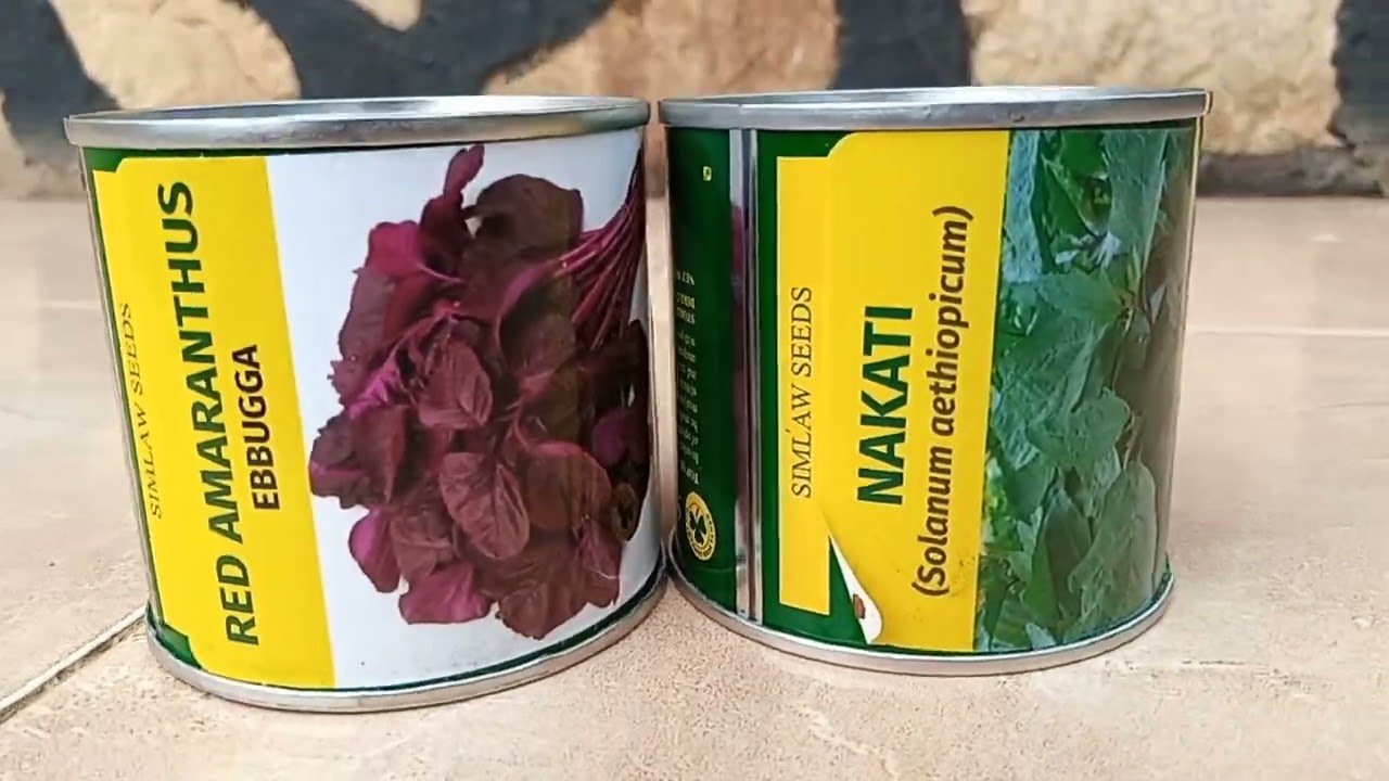 red amaranth and solanum aethiopicum/ How to prepare to plant Nakati and Ebuga