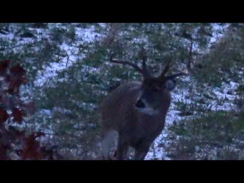 RUTCATION 2025 "I SAW GODZILLA!" Andrew's Pennsylvania Archery Bow Season Rut Hunt Clarion County Pa