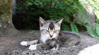 大きな岩の下でノンビリ寛ぐ野良猫親子が可愛過ぎる