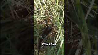 Point ke 7 #fishing #mancingmania #castingersnakehead  #indonesialurehandmade