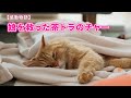 【感動】娘を救った茶トラネコのチャー