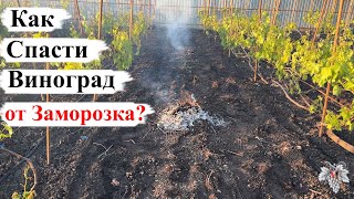 Как СПАСТИ ВИНОГРАД от ВОЗВРАТНЫХ ЗАМОРОЗКОВ?