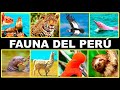 Los Animales más Fascinantes del Perú