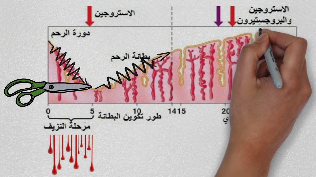 دورة الطمث (دورة الرحم)