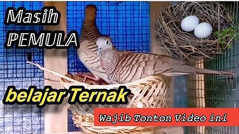 Belajar Ternak Perkutut Dengan Mudah || Cara Ternak Perkutut Untuk Pemula Mudah Dilakukan