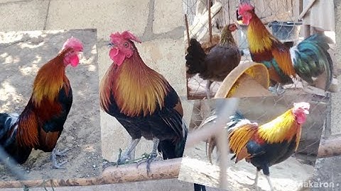 ขายไก่ต่อเดี muag qaib dib qua zoo nawb