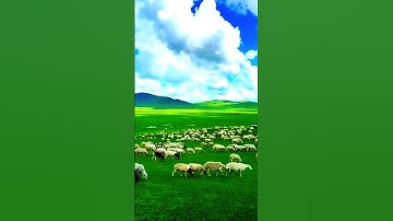 الشيخ المنشاوي يبدع بتلاوة مؤثرة #اكسبلور #quran #news #راحة_نفسية #قرآن #لايك #دويتو #حالات_واتس