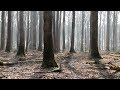 La Forêt, l'Homme et Bercé