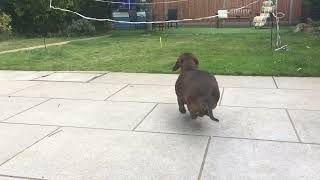 Dachshund playing