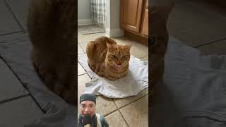 MIYAUNG 😺 PAKE LIPSTIK💄⁉️😱 #funny #catvideos #catshorts #feedshorts #trendingshorts #shortvideo