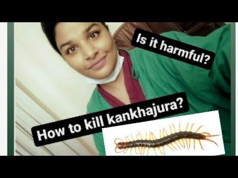 How to kill KANKHAJOUR(centipedes)at home or harmfull insects?#crushing #howto