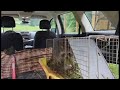 At The Homestead/Another Day Another Racoon