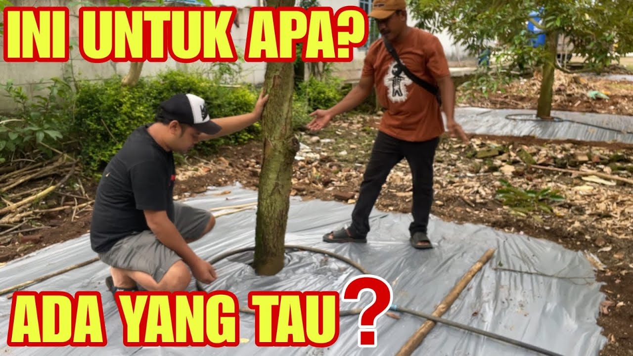 KEBUN DURIAN USIA 3 TAHUN SUDAH BERBUAH. APA RAHASIANYA⁉️