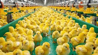 From hatching to our plate production process #factory #production n