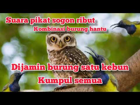 suara pikat sogon otong dengan burung hantu.......