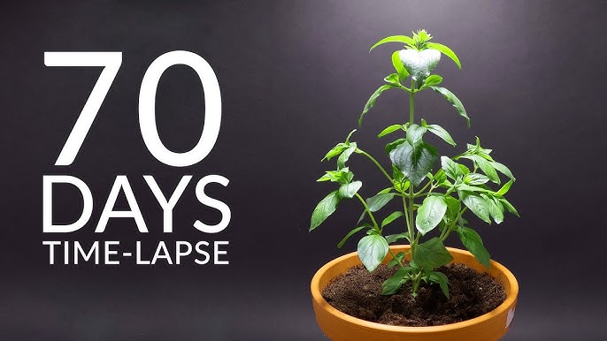 Basil plant growth