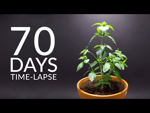 Growing THAI BASIL Time-lapse - 70 Days