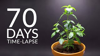 Growing Thai Basil Time-Lapse - 70 Days