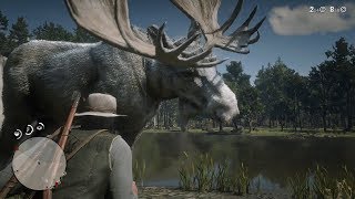 Legendary Moose How To Get The Legendary Moose Pelt In Red Dead Redemption 2