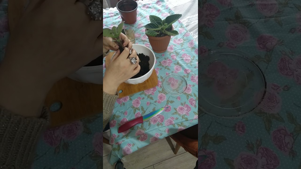 gloksinya yaprağı yumşarsa problem var demektir...