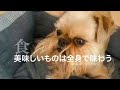 お気に入りのおやつは身体をこする【ブリュッセルグリフォン / Brussels Griffon】