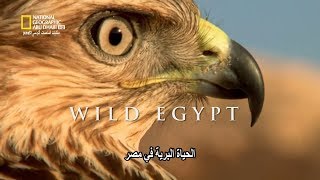 وثائقي استكشاف الشرق الأوسط: الحياة البرية في مصر HD