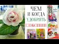 ЧЕМ УДОБРЯТЬ ГЛОКСИНИИ на разных ЭТАПАХ РОСТА⁉️